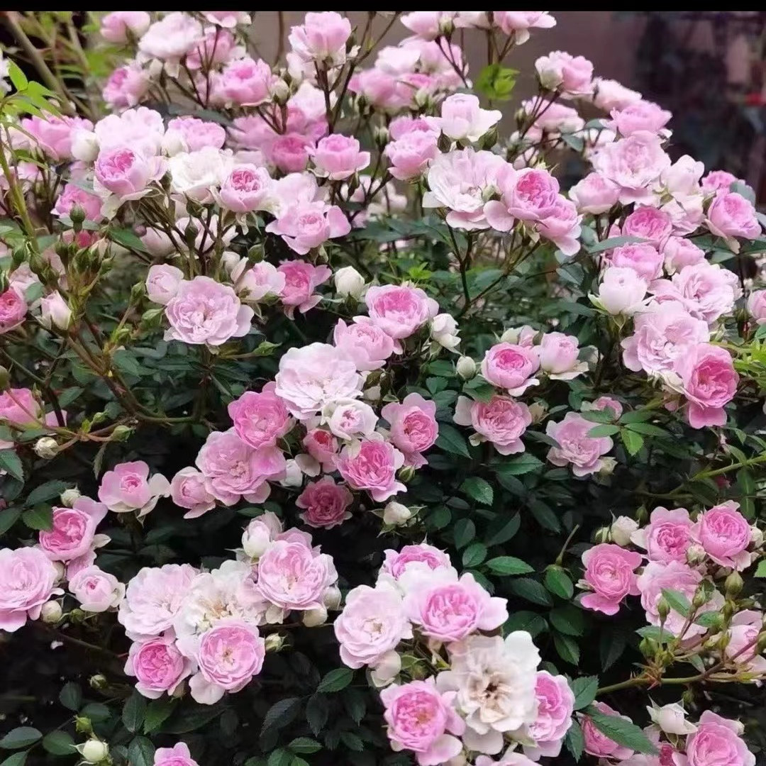 戴安娜玫瑰粉色观花阳台浓香月季