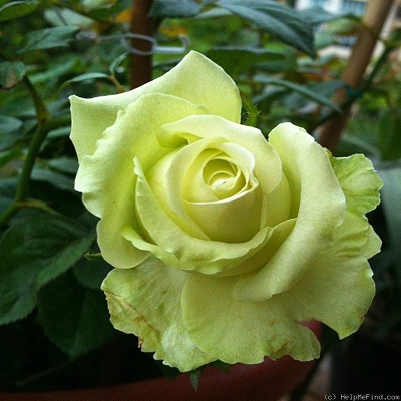 绿色浪漫GreenRomantic