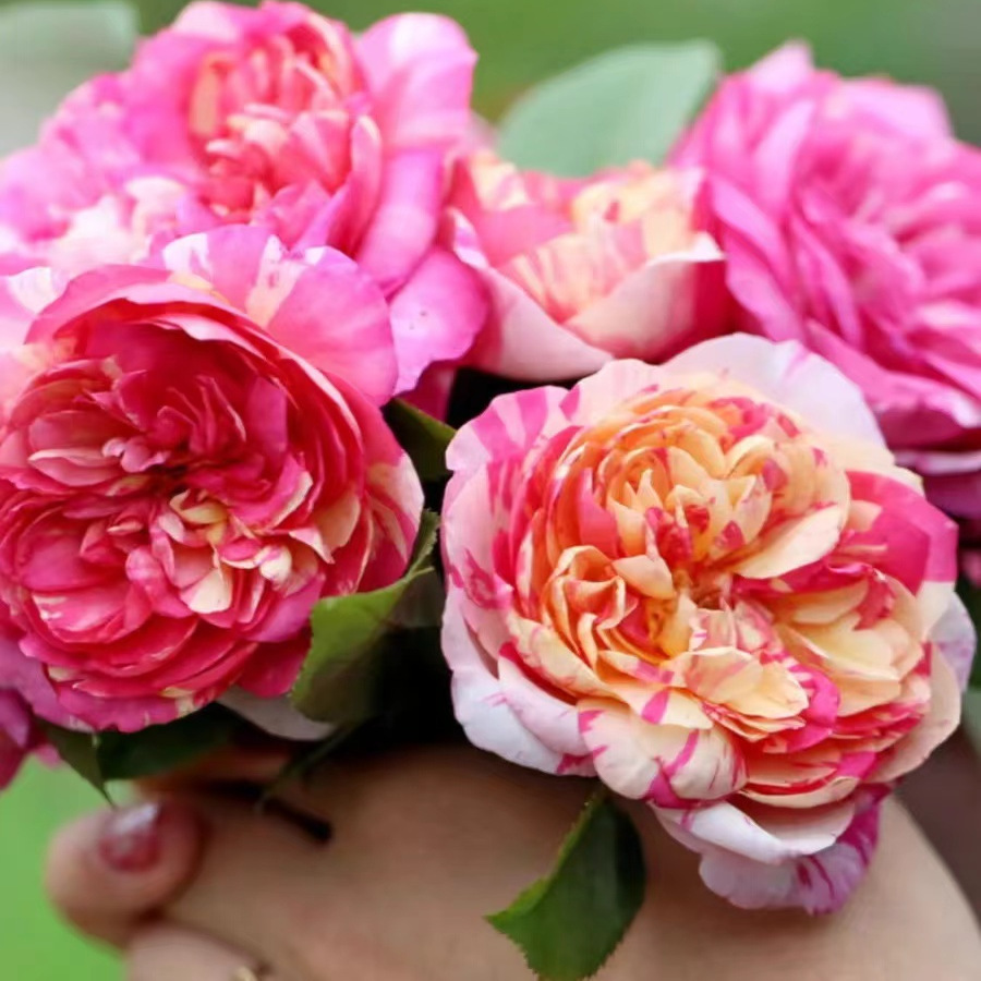 8795652超新品切花玫瑰月季