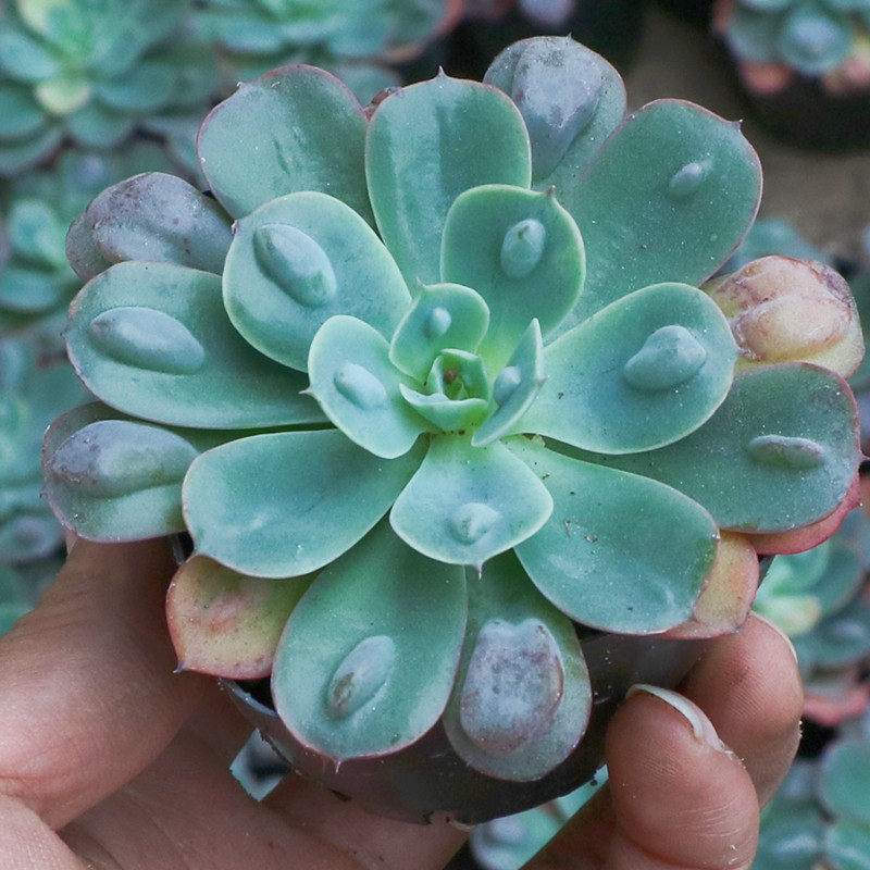 雨滴精品多肉植物大株稀有品种多肉组合大颗好养花卉肉肉花小盆栽