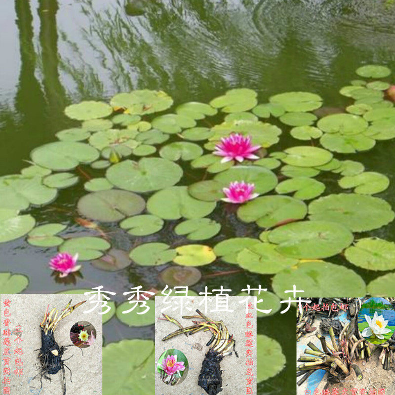 大睡莲根块荷花迷你小睡莲四季水培水生花卉植物阳台大睡莲花根茎