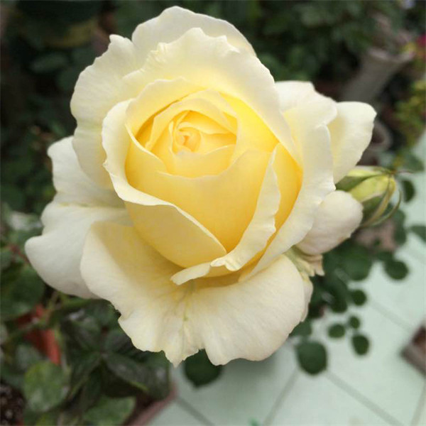 月季 纯真 欧月经典灌木大花月季扦插花苗 鹅黄色多季开花