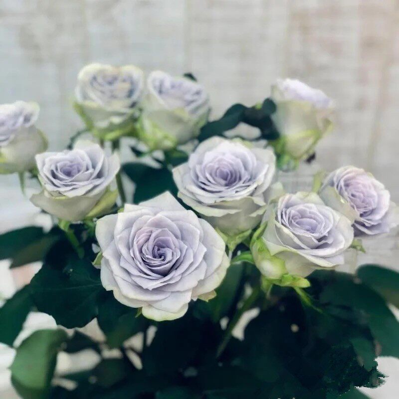 蓝色引力月季灌木切花蓝紫色