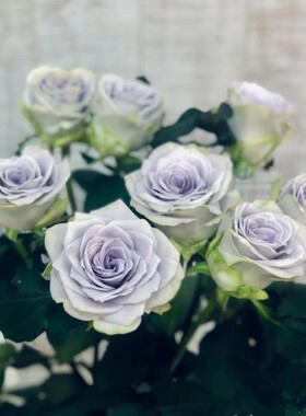 蓝色引力 月季 灌木 切花 蓝紫色 木村卓功 新品