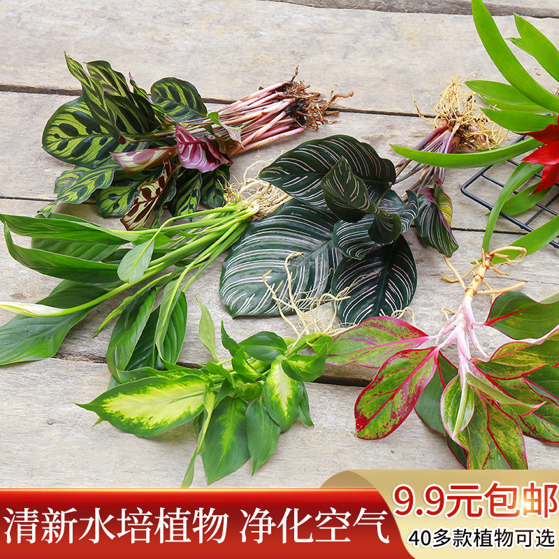 绿植办公室内花卉盆栽除吉利红掌绿萝竹芋铜钱草好养水培植物