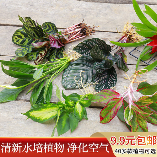 绿植办公室内花卉盆栽除吉利红掌绿萝竹芋铜钱草好养水培植物