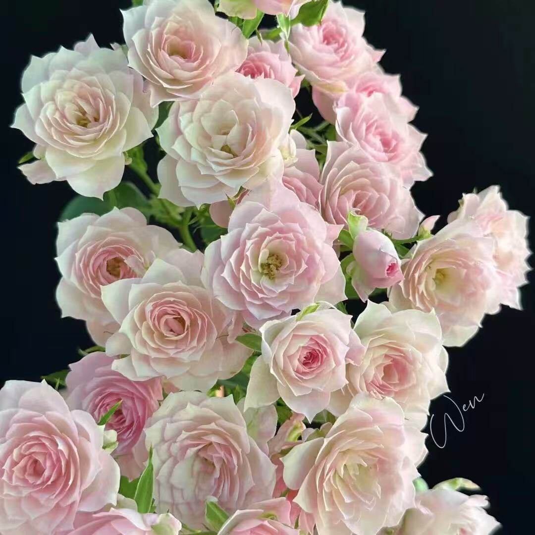 天荷芽变 【完美甜蜜】 月季 苗 微月 淡香 丰花 多季节重复开花