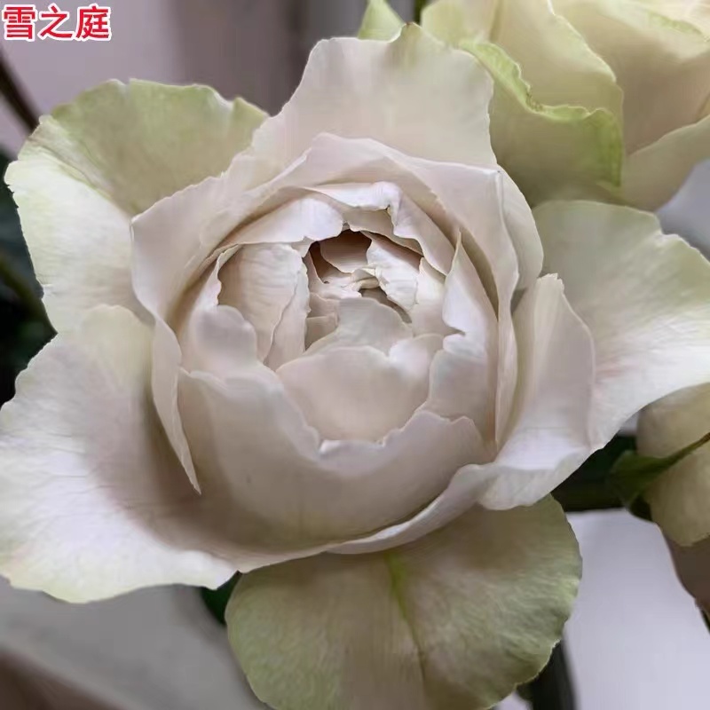 超新品雪之庭月季切花玫瑰大花