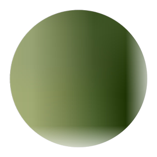 水竹子盆栽水培水生植物旱伞草 庭院室内水棕竹苗 四季常青包邮