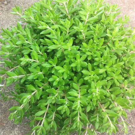 盆栽垂盆草苗可食用植物佛甲草盆栽四季常青包活绿植