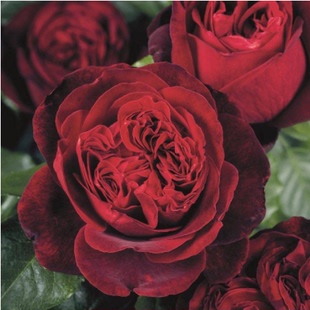 海军上将月季浓香高抗病 丹陶月季正红色 包对版 扦插小苗