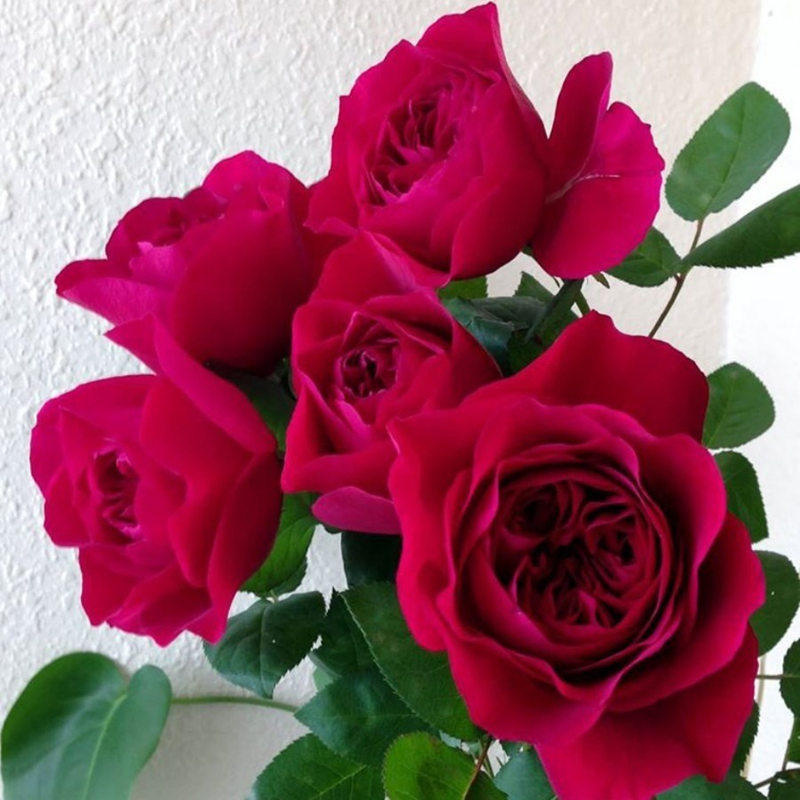 蛇蝎美人日本切花月季小苗暗红色系超大花盆栽多季开花