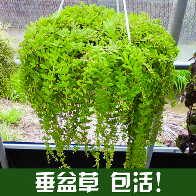 食用垂盆草花苗吊兰盆栽花卉绿植