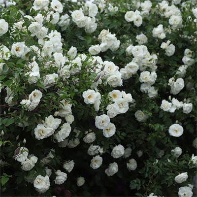 【藤冰山】爬藤月季扦插蔷薇花苗