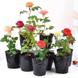 灌木混苗牙签苗月季玫瑰不知道品种黑巴克咖啡师黄油绝色樱桃果汁