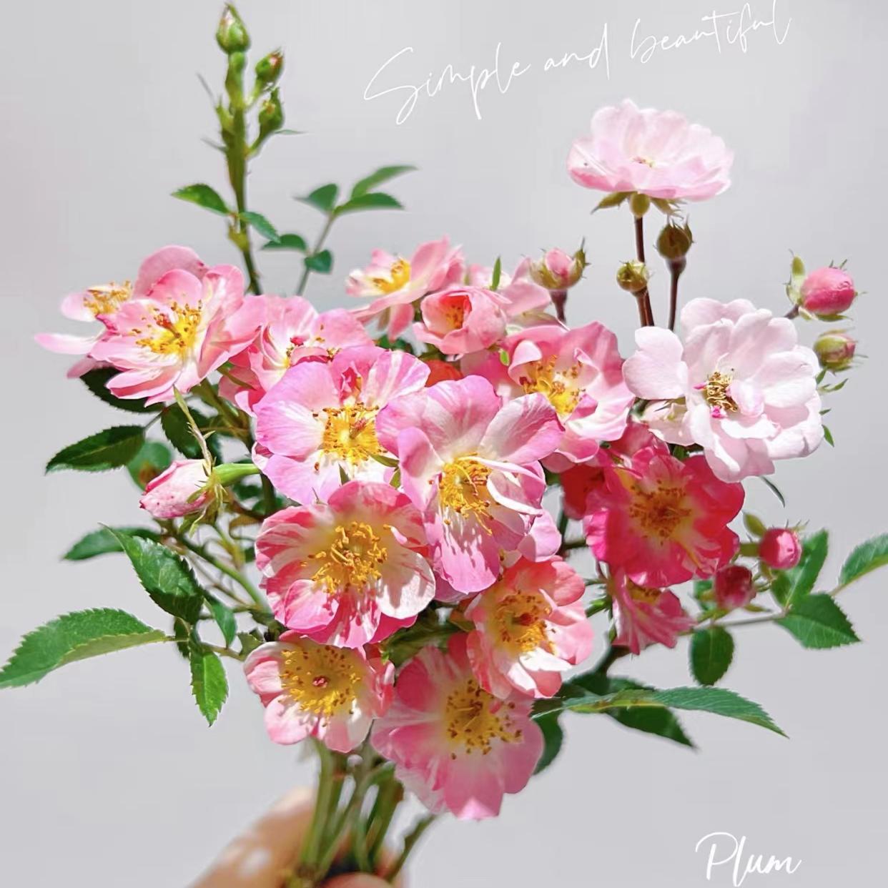 味景新品小苍兰灌木庭院阳台盆栽