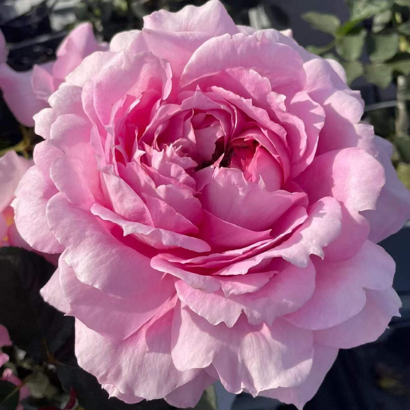 超新品仙姬月季灌木粉色大花玫瑰浓香耐热庭院阳台盆栽多季开花,鲜花速递/花卉仿真/绿植园艺,月季/蔷薇/玫瑰,淘宝优惠券,粉丝福利购,淘宝优惠卷