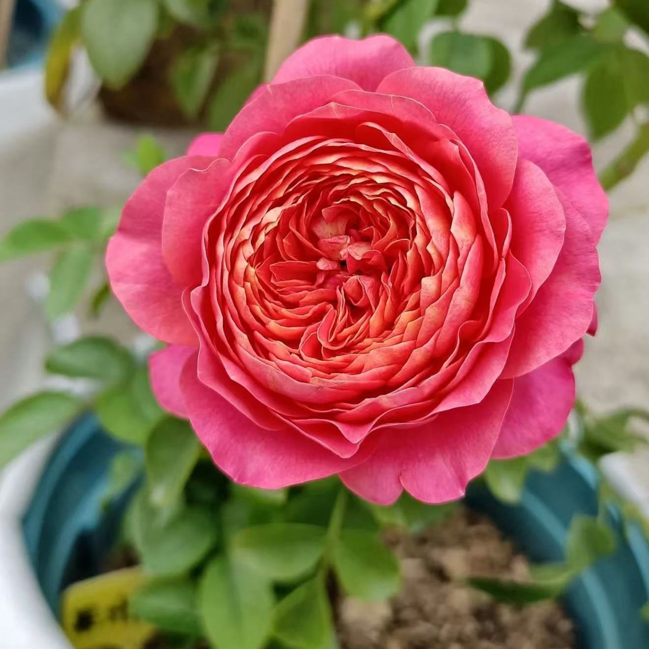 【果汁美人】月季 缤纷育种 抗病好养丰花勤花多季开花盆栽花苗