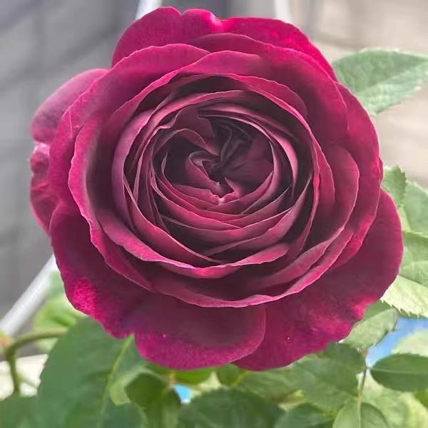 魔界月季新品灌木丰花月季阳台庭院月季