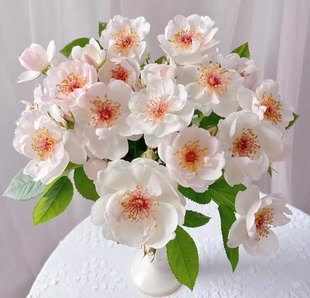 杰奎琳杜普蕾月季 灌木浓香丰花抗病多季节开花