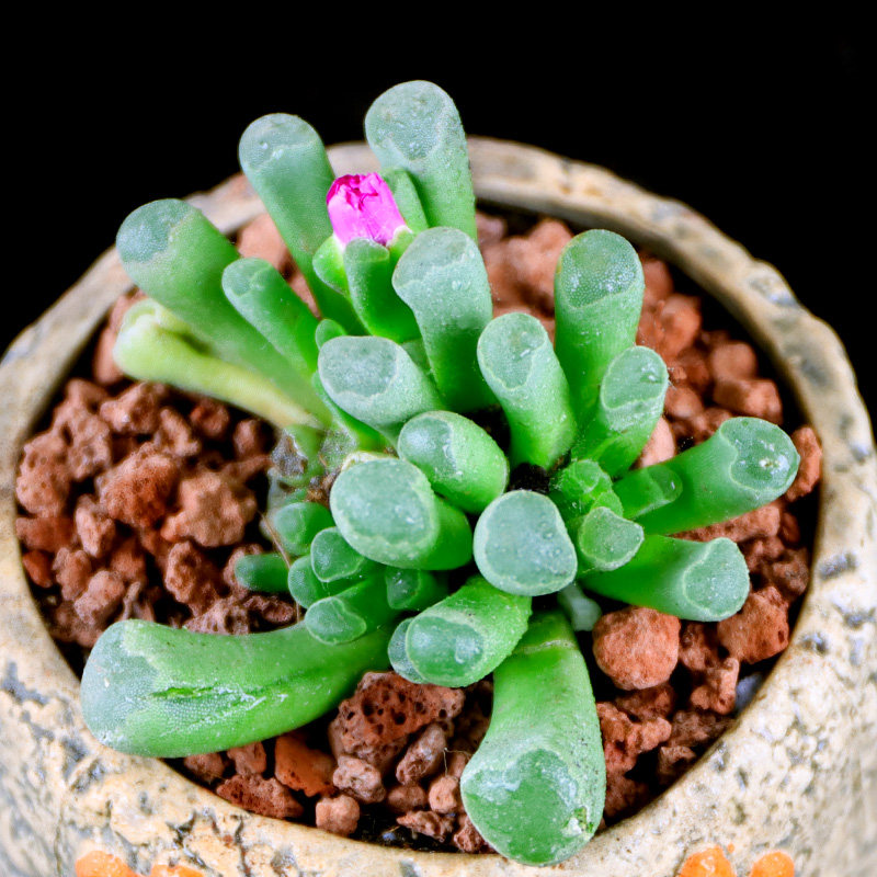 光玉多肉植物花卉盆栽室内绿植好养易活带贵货高档玉露植物