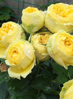 卡特琳娜黄色月季花苗多季开花 大包子花瓣多切花玫瑰苗