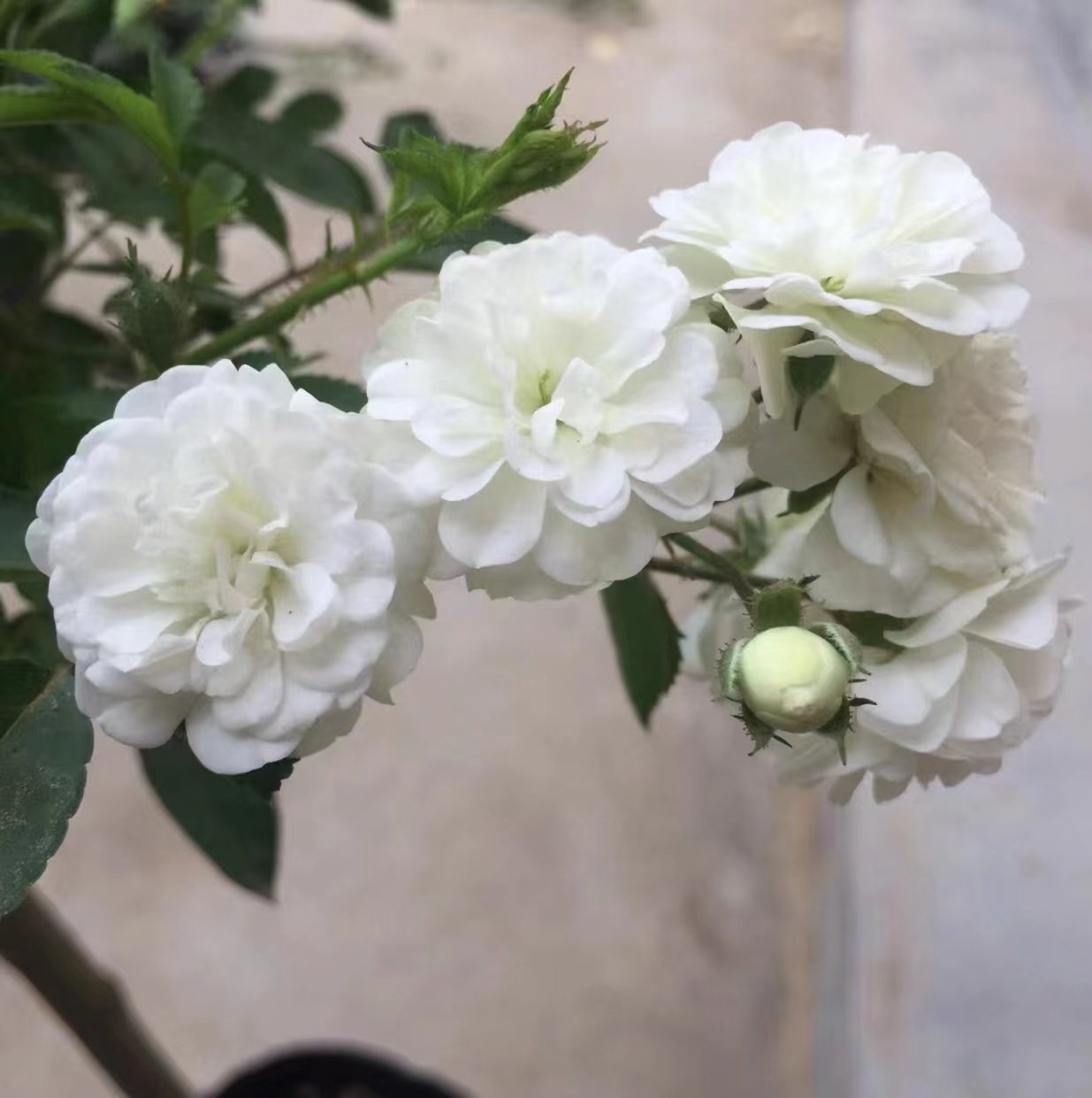 【雪莹】微月 月季花苗灌木月季多季庭院阳台栽植勤花