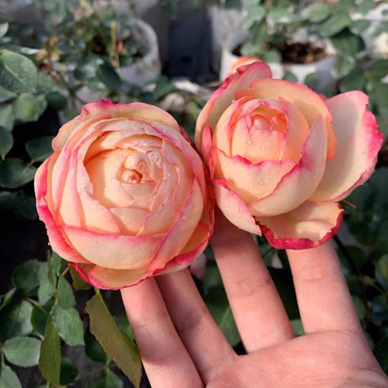 新品伊芙系列伊芙古典香水月季