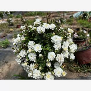 【合子夫人】 超级微型月季 花期长花量大 多季花花阳台庭院盆栽