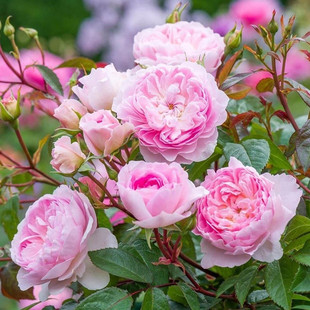 欧月 织工马南 月季 小苗(灌木 中香 奥斯汀作品)