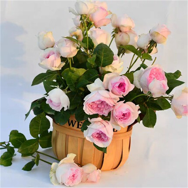 大花浓香月季扦插花苗 乙女心 玫瑰盆栽阳台花卉植物,鲜花速递/花卉仿真/绿植园艺,月季/蔷薇/玫瑰,淘宝优惠券,粉丝福利购,淘宝优惠卷