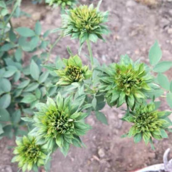 绿萼 中国古老月季花苗 珍稀品种绿叶花帝君袍小花很特别花卉盆栽