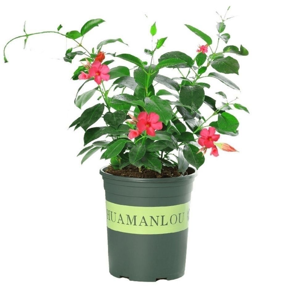 攀爬植物室外易活好养万里飘香藤