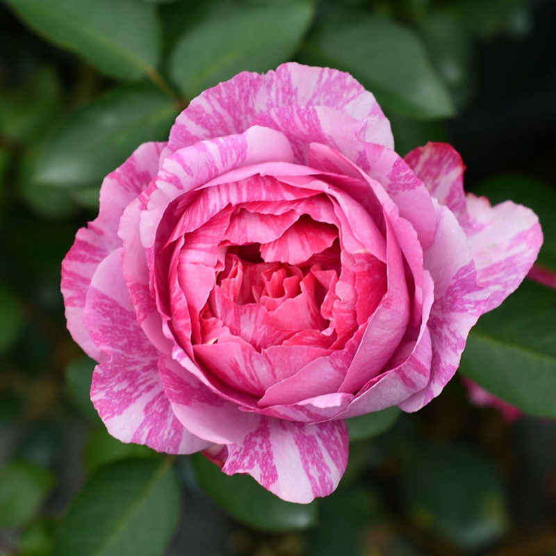伊芙飞溅 月季扦插花苗大花浓香条纹玫瑰花卉绿植