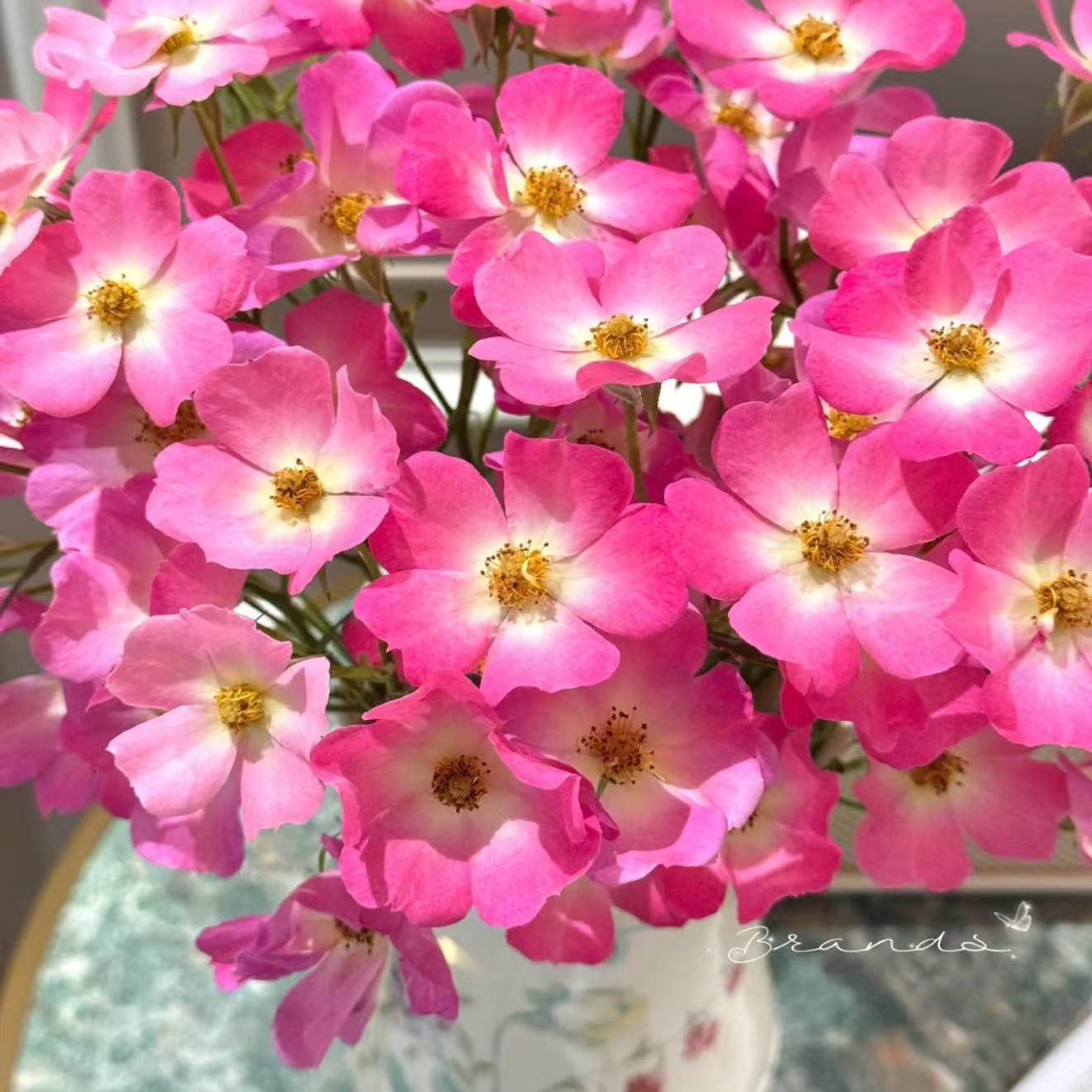 福禄考梅迪兰 Phlox Meidiland低维护月季阳台庭院盆栽玫瑰花卉