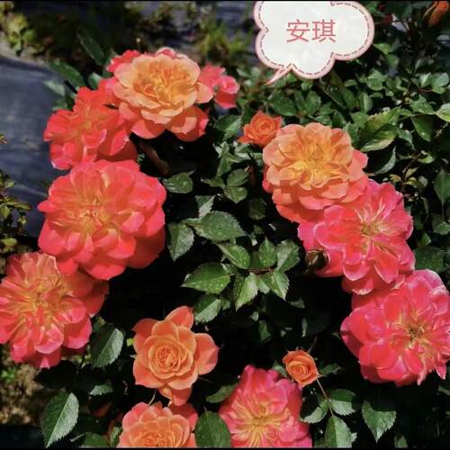 安琪微型月季勤花微月成熟植株可达30cm