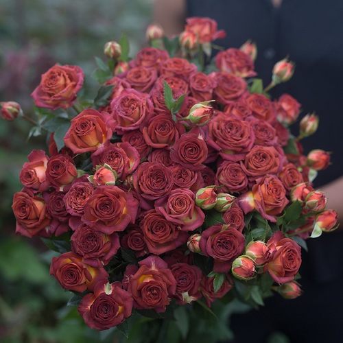 巧克力泡泡多头切花月季