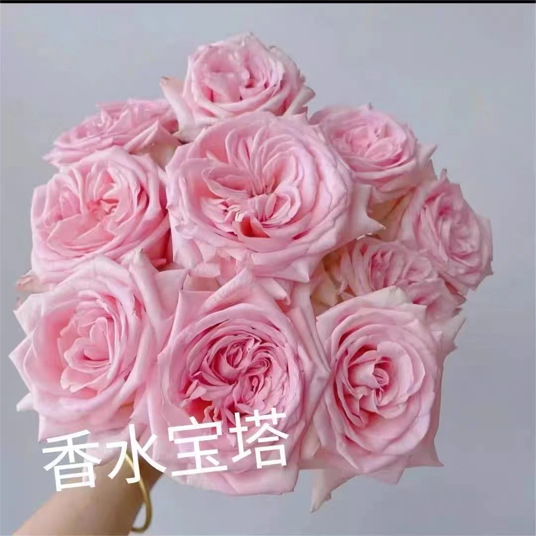 香水宝塔，新品切花勤花抗病灌木月季庭院阳台