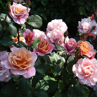 遥远的鼓声 美国复古色月季花苗大花浓香玫瑰盆栽