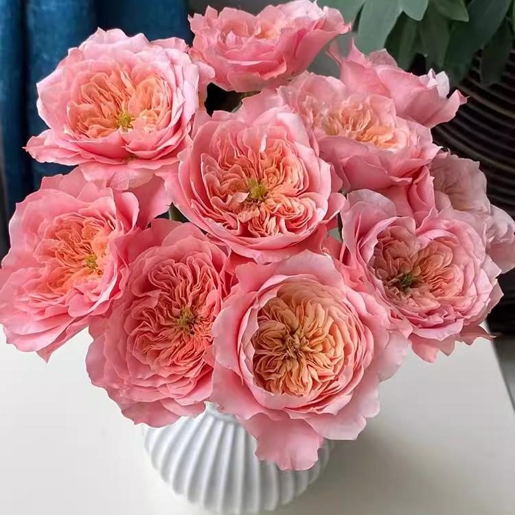 美琴 超新品玫瑰月季花苗盆栽阳台灌木月季花卉大花四季花耐热