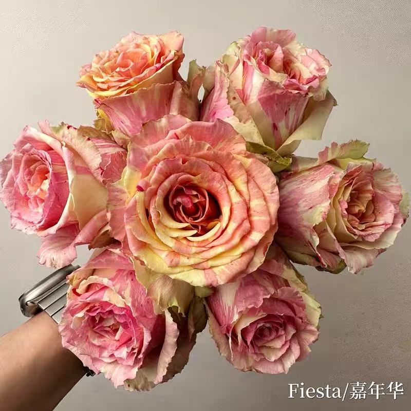 新品 嘉年华 月季花苗 高脚杯条纹大花直立勤花灌木庭院阳台盆栽