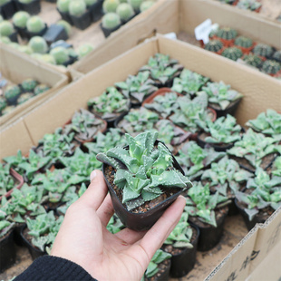 怒涛实生小苗开花有根好养可爱开花植物盆栽办公室迷你多肉套餐