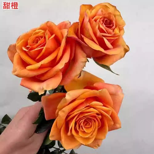 新品甜橙玫瑰大花高杯