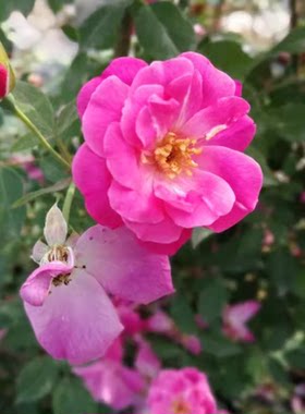 中国古老月季 月月粉 粉红半藤本香花香水月季 多季开花 适应性强