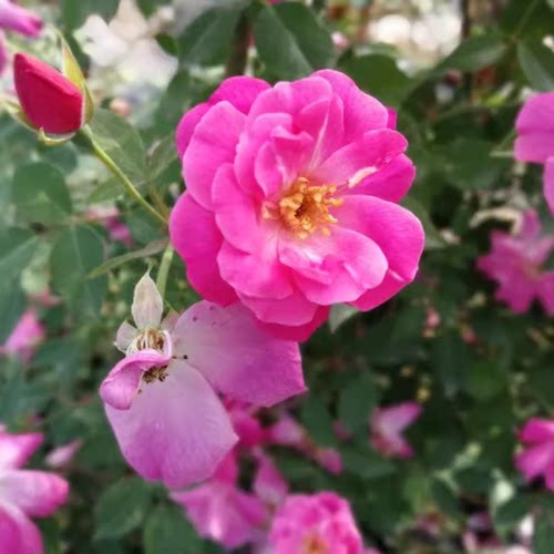 中国古老月季 月月粉 粉红半藤本香花香水月季 多季开花 适应性强