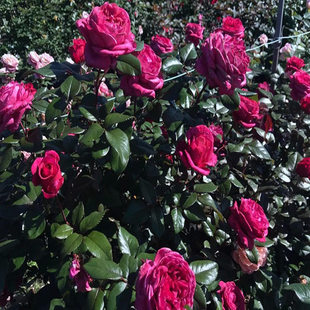月季 戴尔巴德出品 维也纳玫瑰 旧日之花 扦插小苗