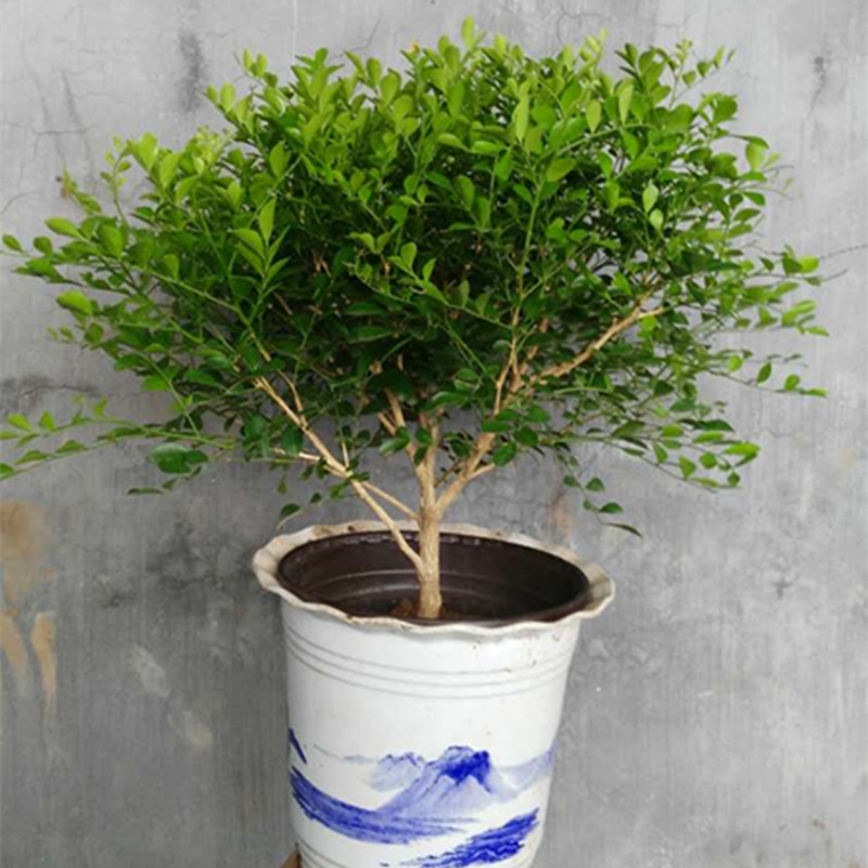 九里香儿童新房阳台耐寒植物小苗