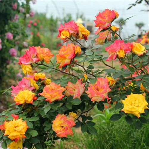 藤彩虹大型藤本月季扦插花苗