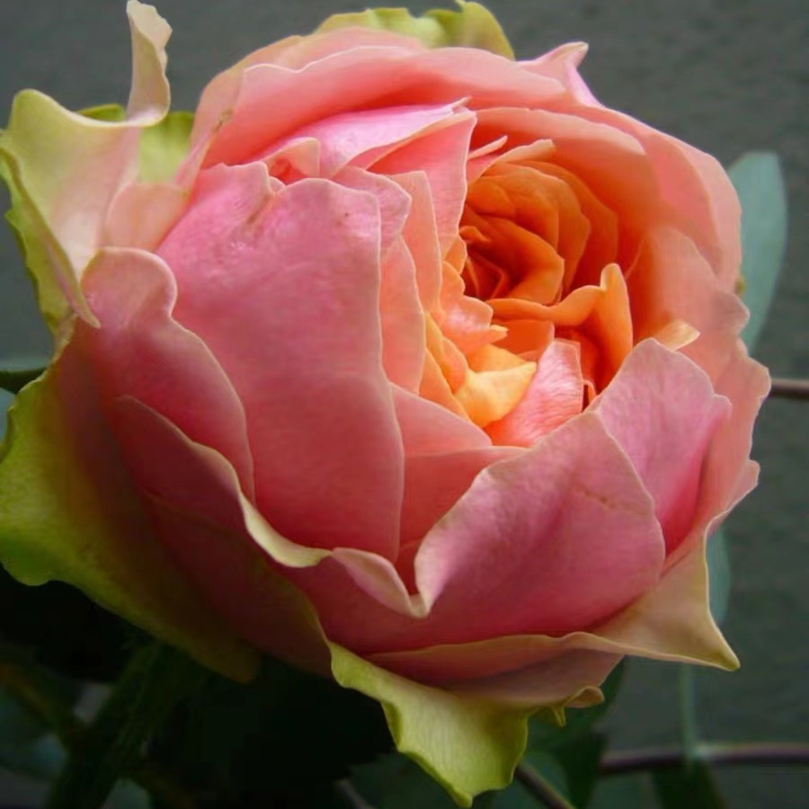 教父\玛利亚纳塔莱 月季花苗 日本包子切花灌木勤花月季 大花