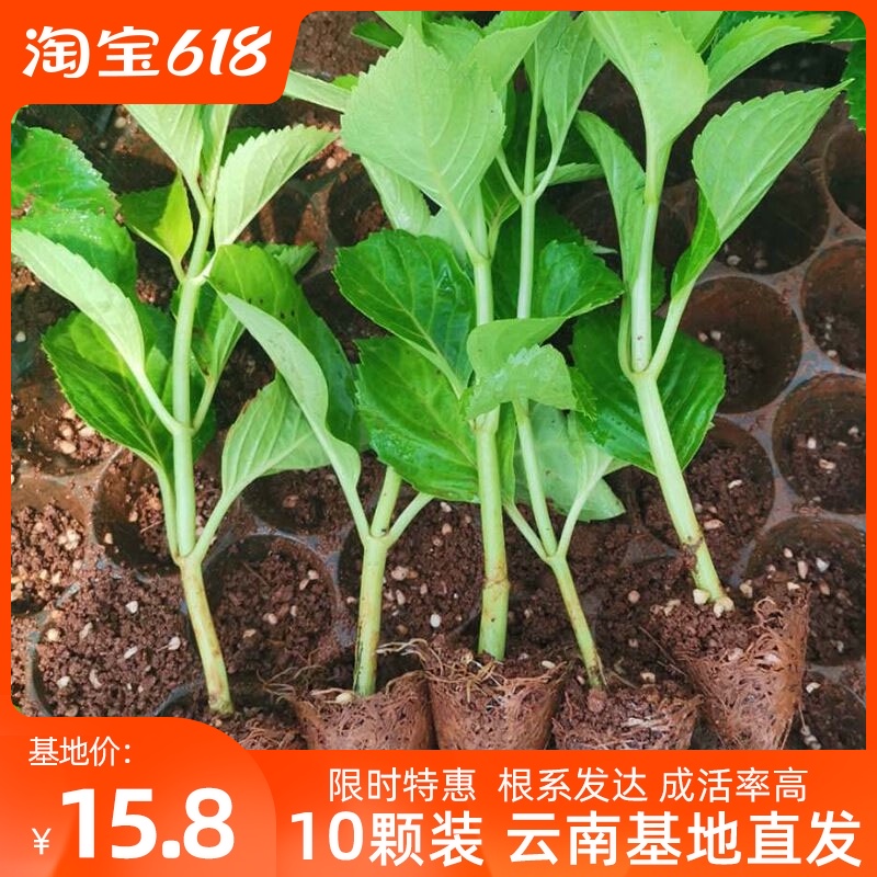 乾老桩蓝色无尽夏绣球花盆栽鲜花树苗15 8元10颗绣球小苗花苗无 如意折